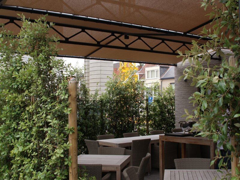 Tuin met gazon en solitaire boom