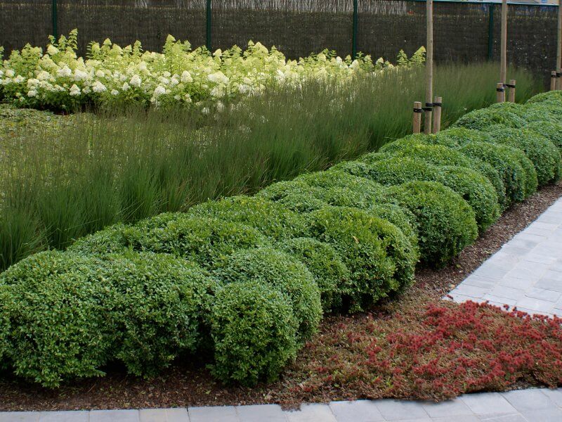 Tuin met waterpartij en beplanting
