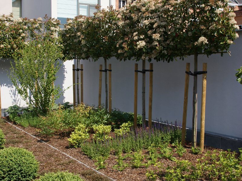 Tuinbeeld met bomen, haag en gazon